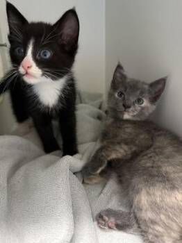 Rosie -  Domestic Short Hair Cat for Adoption in Fairfax, Virginia - Rosie | PetCurious