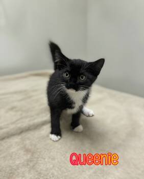Rescue Domestic Short Hair Cats for Adoption in Port Clinton, Ohio - Queenie | PetCurious