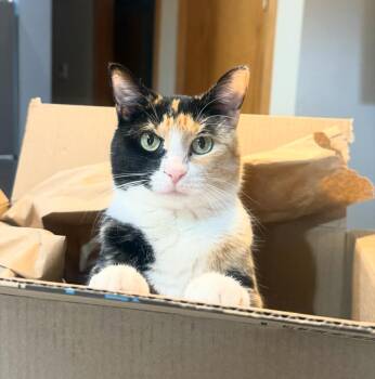 Rescue Domestic Short Hair Cats for Adoption - INDY | PetCurious