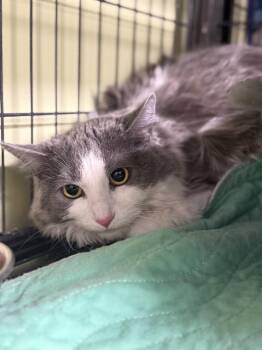 Domestic Long Hair Cats Available for Adoption in Auburn, Indiana - Vivian Smoker | PetCurious