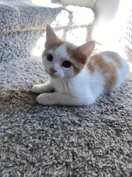 Patches -  Domestic Short Hair Cat for Adoption in Mineral Point, Wisconsin - Patches | PetCurious