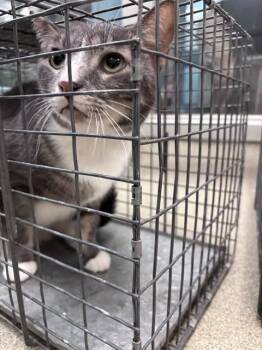 A477000 -  Domestic Short Hair Cat for Adoption in Oklahoma City, Oklahoma - A477000 | PetCurious