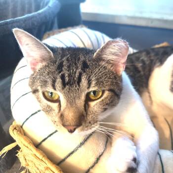Anderson Hudson -  Domestic Short Hair Cat for Adoption in Merrifield, Virginia - Anderson Hudson | PetCurious