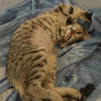 Buttons -  Domestic Short Hair Cat for Adoption in Panama City, Florida - Buttons | PetCurious