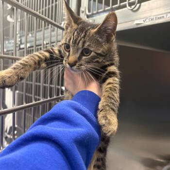 Domestic Short Hair Cats Available for Adoption in Greensboro, North Carolina - Dos | PetCurious