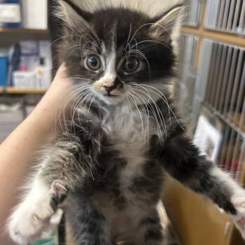 VALOR -  Domestic Short Hair Cat for Adoption in Richmond, California - VALOR | PetCurious