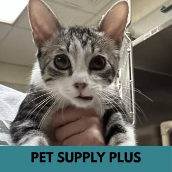 Domestic Short Hair Cats Available for Adoption in Lakewood, Colorado - Talluk | PetCurious