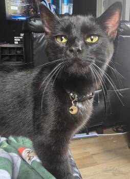 Domestic Short Hair Cats Available for Adoption in London, Ontario - Ada 7 Mos | PetCurious