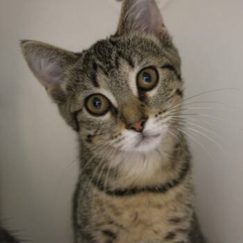 Chia -  Domestic Short Hair Cat for Adoption in Champaign, Illinois - Chia | PetCurious