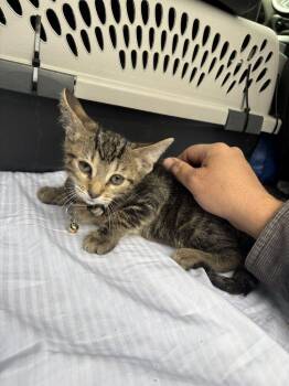 Domestic Short Hair Cats Available for Adoption in Broomfield, Colorado - FENNEL | PetCurious