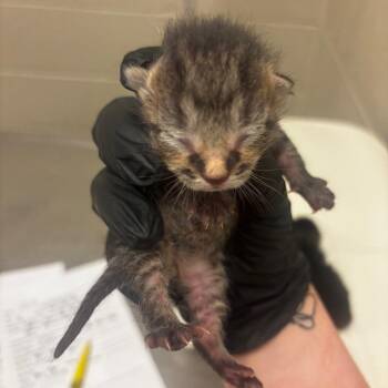 Ham -  Domestic Short Hair Cat for Adoption in South Elgin, Illinois - Ham | PetCurious