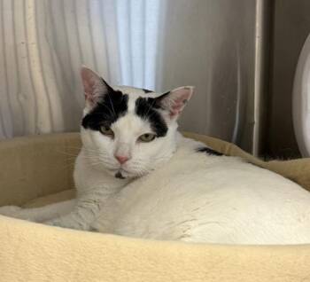 Lily -  Domestic Short Hair Cat for Adoption in Webster, Massachusetts - Lily | PetCurious