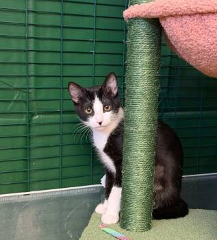 Amelia -  Domestic Short Hair Cat for Adoption in Mission Viejo, California - Amelia | PetCurious