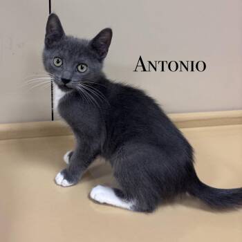 Antonio -  Domestic Short Hair Cat for Adoption in Hazlet, New Jersey - Antonio | PetCurious
