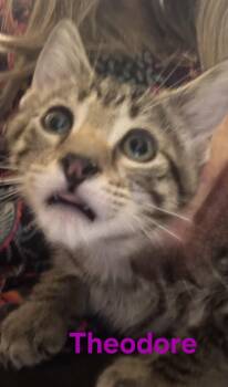 Domestic Short Hair Cats Available for Adoption in Longwood, Florida - Theodore | PetCurious