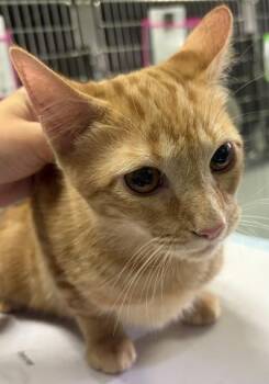 CARAMEL PRETZEL -  Domestic Short Hair Cat for Adoption in Pensacola, Florida - CARAMEL PRETZEL | PetCurious