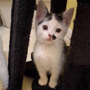 Wilbur -  Domestic Short Hair Cat for Adoption in Hamilton, Michigan - Wilbur | PetCurious