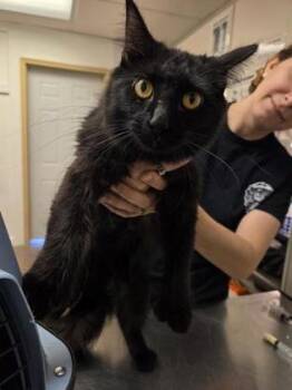 Thumbelina -  Domestic Long Hair and Domestic Short Hair Cat for Adoption in South Bend, Indiana - Thumbelina | PetCurious