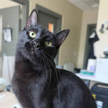 TROUBLE -  Domestic Short Hair Cat for Adoption in Barnstable, Massachusetts - TROUBLE | PetCurious