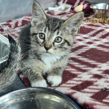 Clover -  Domestic Short Hair Cat for Adoption in Matteson, Illinois - Clover | PetCurious