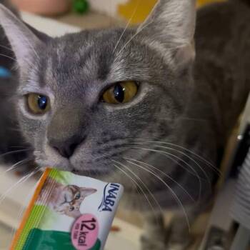 Mila -  Domestic Short Hair Cat for Adoption in Wantagh, New York - Mila | PetCurious
