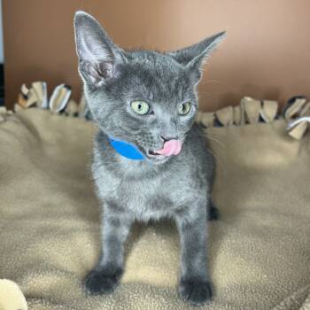 Rescue Domestic Short Hair Cats for Adoption in San Antonio, Texas - Tippy | PetCurious