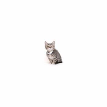 Sky -  Domestic Short Hair Cat for Adoption in Los Angeles, California - Sky | PetCurious