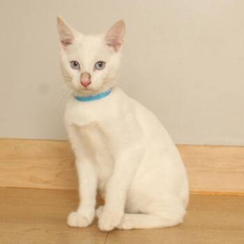 Walmart C70724 -  Domestic Short Hair Cat for Adoption in Minnetonka, Minnesota - Walmart C70724 | PetCurious