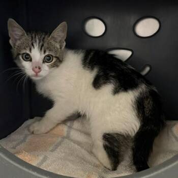 A882840 -  Domestic Medium Hair Cat for Adoption in Camarillo, California - A882840 | PetCurious