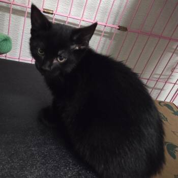 Tito -  Domestic Short Hair Cat Available for Adoption in Priest River, Idaho - Tito | PetCurious