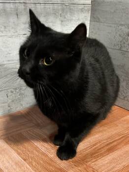 Batmite -  Domestic Short Hair Cat for Adoption in Temperance, Michigan - Batmite | PetCurious