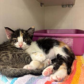 Cortana -  Domestic Short Hair Cat for Adoption in Redwood City, California - Cortana | PetCurious