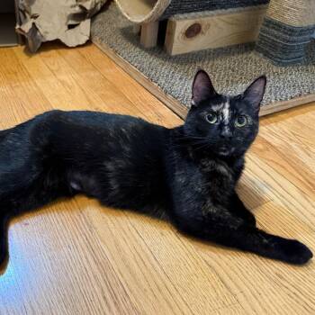 Rescue Domestic Short Hair Cats for Adoption in Evanston, Illinois - Swing | PetCurious