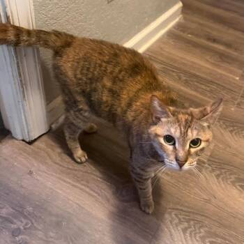 sparkles -  Domestic Medium Hair Cat for Adoption in Philadelphia, Pennsylvania - Sparkles | PetCurious