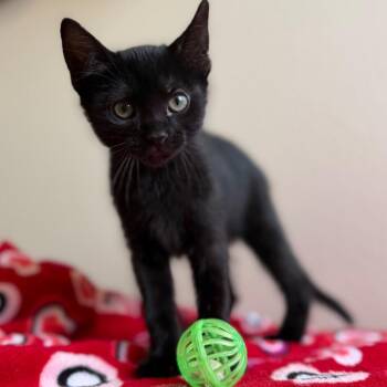 Bella -  Domestic Short Hair Cat for Adoption in Cody, Wyoming - Bella | PetCurious