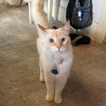 Siamese Cats Available for Adoption - Rosyn F-21618 | PetCurious