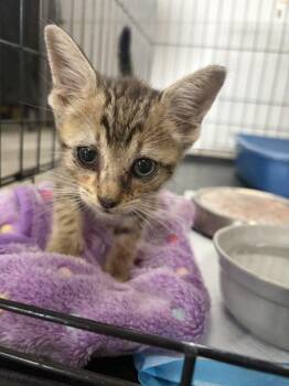 Charlie -  Tabby Cat for Adoption in Paulina, Louisiana - Charlie | PetCurious
