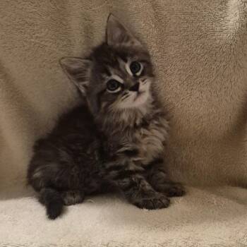 Petra -  Domestic Long Hair and Maine Coon Cat for Adoption in Carmel, Indiana - Petra | PetCurious