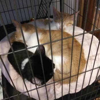 Finn -  Domestic Medium Hair Cat for Adoption in PORT WENTWRTH, Georgia - Finn | PetCurious