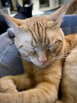 Rescue Domestic Short Hair Cats for Adoption in West Newton, Pennsylvania - Tails | PetCurious