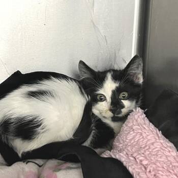Rylan -  Domestic Short Hair Cat for Adoption in Idaho Falls, Idaho - Rylan | PetCurious
