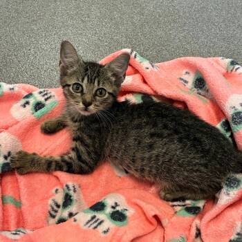 Root Pack -  Domestic Short Hair Cat for Adoption in Carencro, Louisiana - Root Pack | PetCurious