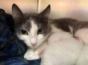 Smokey -  Domestic Short Hair Cat for Adoption in Lowell, Massachusetts - Smokey | PetCurious
