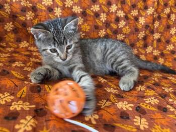 Rescue Domestic Short Hair and Tabby Cats for Adoption in Oakdale, California - Gloria | PetCurious