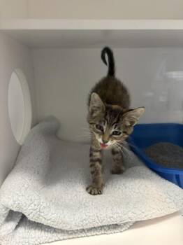 Mish Mash -  Domestic Short Hair Cat for Adoption in Fort Collins, Colorado - Mish Mash | PetCurious