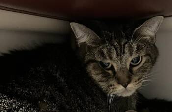 Rescue Domestic Short Hair Cats for Adoption in Boston, Massachusetts - DIEGO | PetCurious