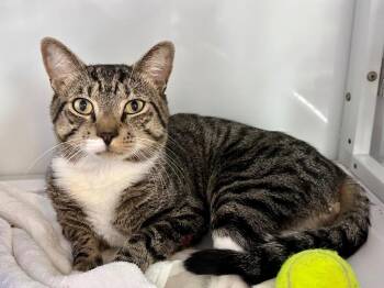 Bootz -  Domestic Short Hair Cat for Adoption in Raleigh, North Carolina - Bootz | PetCurious