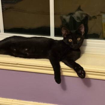 Mariner -  Domestic Short Hair Cat for Adoption in Houston, Texas - Mariner | PetCurious