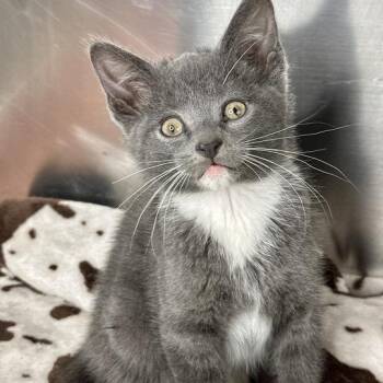 Preston -  Domestic Short Hair Cat for Adoption in Matteson, Illinois - Preston | PetCurious