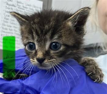 Domestic Short Hair Cats Available for Adoption in Dallas, Texas - ANAKIN | PetCurious